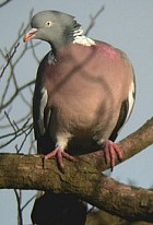 Common Wood-Pigeon - Photo copyright Ben van den Broek