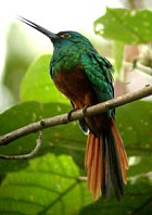 Coppery-chested Jacamar - ENDANGERED - Photo coyright Tropical Birding