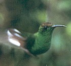 Coppery-throated Emerald - Photo copyright Trev Feltham