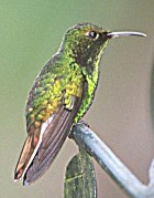 Coppery-headed Emerald - Photo copyright David Massie