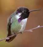 Costa's Hummingbird - Photo copyright William Zittrich