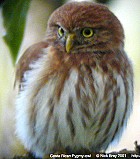 Costa Rican Pygmy-Owl (split from Andean Owl) - Photo copyright Nick Bray