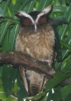 Crested Owl - Photo copyright Steve Metz