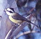 Crested Shrike-Tit - Photo copyright Chris Chafer