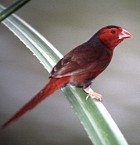 Crimson Finch - Photo copyright Stefan Monecke