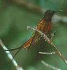 Crimson Topaz - Photo copyright Arthur Grosset