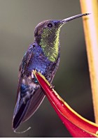 Blue-crowned Woodnymph - Photo copyright James Ownby