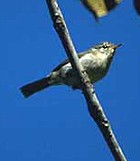 Cryptic Warbler - Photo copyright Don Roberson