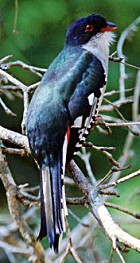 Cuban Trogan- national bird of Cuba - Photo copyright Eladio Fernandez