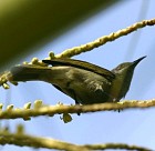 Dark-brown Honeyeater - Photo copyright Hideo Tani