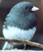 Dark-eyed Junco - Photo copyright Ronald McDonald