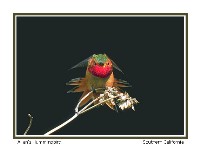 Allen's Hummingbird - Photo copyright Don DesJardin