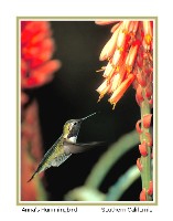 Anna's Hummingbird - Photo copyright Don DesJardin