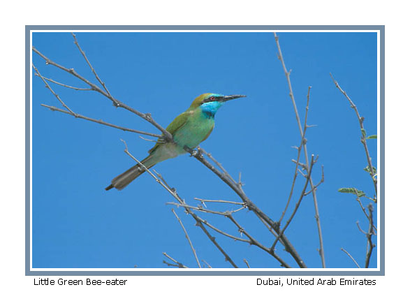 (Little) Green Bee-eater - Photo copyright Don DesJardin
