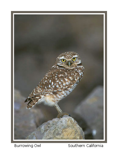 Burrowing Owl - Photo copyright Don DesJardin