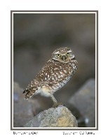 Burrowing Owl - Photo copyright Don DesJardin