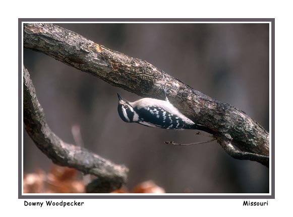 Downy Woodpecker - Photo copyright Don DesJardin