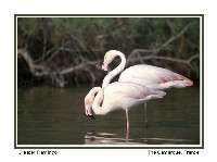 Greater Flamingo - Photo copyright Don DesJardin