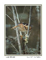 Least Bittern - Photo copyright Don DesJardin