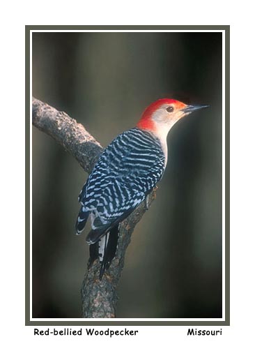 Red-bellied Woodpecker - Photo copyright Don DesJardin