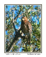 Red-Shouldered Hawk - Photo copyright Don DesJardin