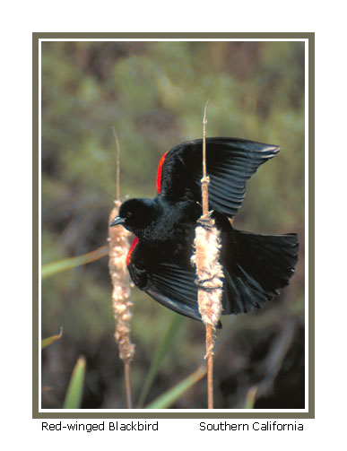 Red-winged Blackbird - Photo copyright Don DesJardin