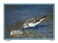 Sanderling - Photo copyright Don DesJardin