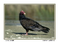 Turkey Vulture - Photo copyright Don DesJardin