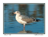 Western Gull - Photo copyright Don DesJardin