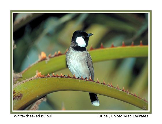 White-cheeked Bulbul - Photo copyright Don DesJardin