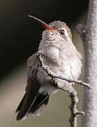 Dusky Hummingbird - Photo copyright Manuel Grosselet