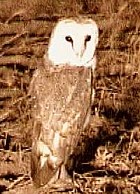 Eastern Grass-Owl - Photo coyright Tommy Pedersen