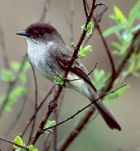 Eastern Phoebe - Photo copyright Peter May