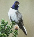 Ecuadorian Hillstar - Photo copyright Allen Chartier