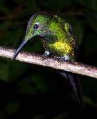 Empress Brilliant - Photo copyright Tropical Birding