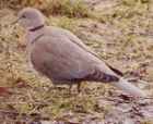 Eurasian Collared  Dove - Photo copyright Erik Kleyheeg