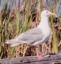Glaucous-winged Gull - Photo copyright Erik Kleyheeg