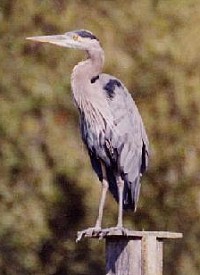 Great Blue Heron - Photo copyright Erik Kleyheeg