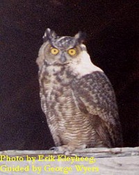 Great Horned Owl - Photo copyright Erik Kleyheeg