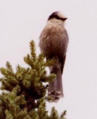 Grey Jay - Photo copyright Erik Kleyheeg