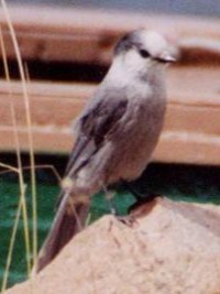 Grey Jay - Photo copyright Erik Kleyheeg