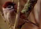 European Tree Sparrow - Photo copyright Erik Kleyheeg