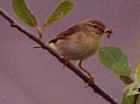 Willow Warbler - Photo copyright Erik Kleyheeg