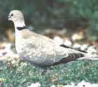 Eurasian Collared-Dove - Photo copyright Monte Taylor