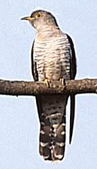Common (Eurasian) Cuckoo - Photo copyright Sumit Sen