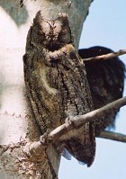 Eurasian Scops-Owl - Photo copyright Erik Kleyheeg