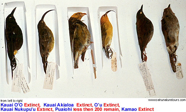 What Is Extinction