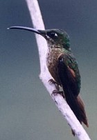 Fawn-breasted Brilliant - Photo copyright Cliff Buckton