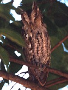 Tropical Screech-Owl - Photo copyright Trev Feltham