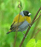 Fernando Po Oliveback - Photo copyright Tropical Birding
